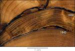 tree_ring_fire_scars_150